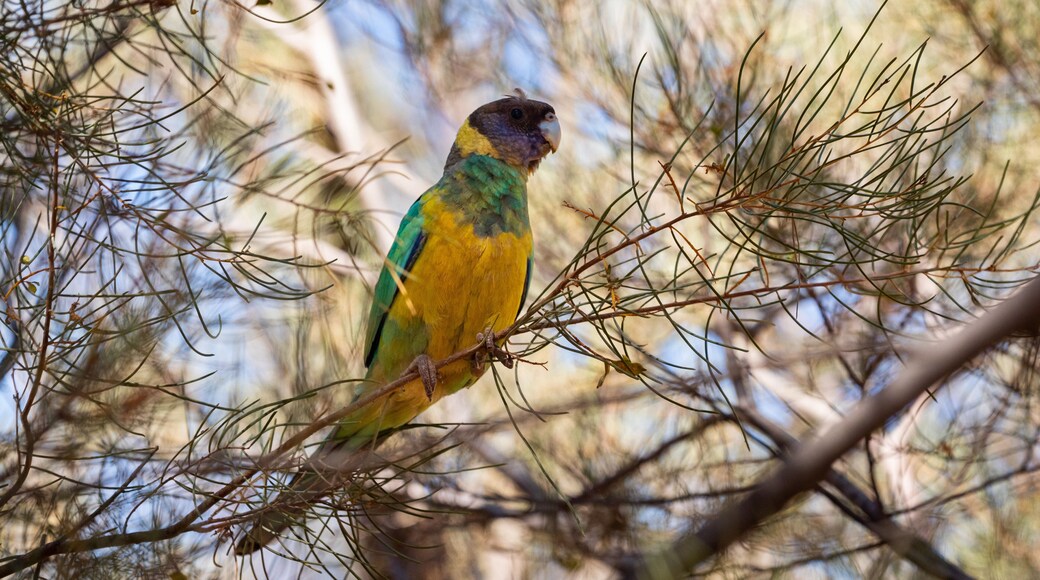 Hermannsburg showing bird life