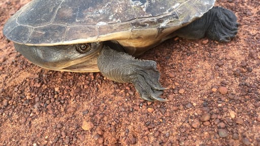 Found this little guy on the side of the road in search of water. The long necked river turtle can be found in Darwin Northern Territory. Fooled him a few metres down the road to a creek and off he went #wildlife