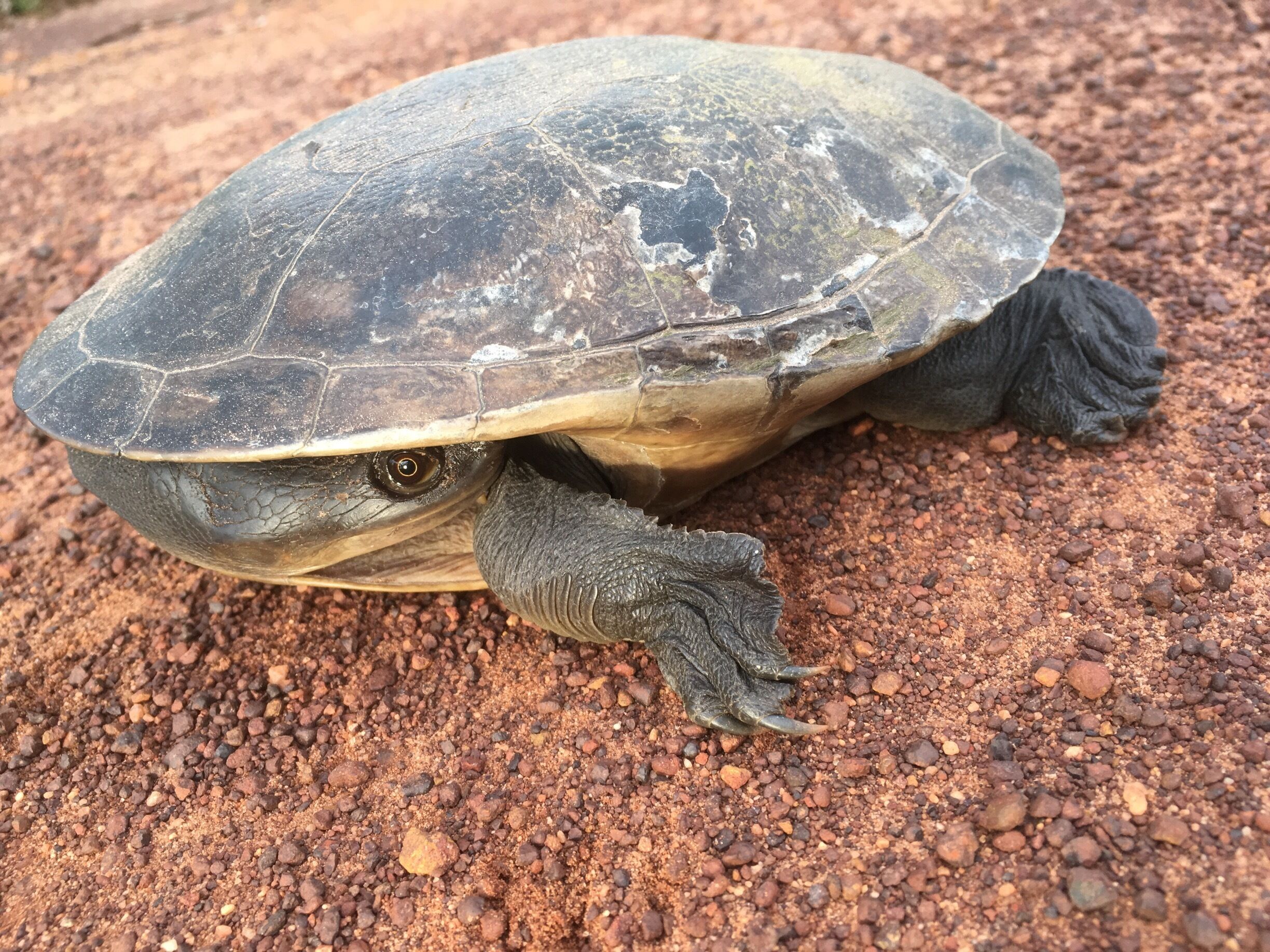 A turtle on a rocky surface.