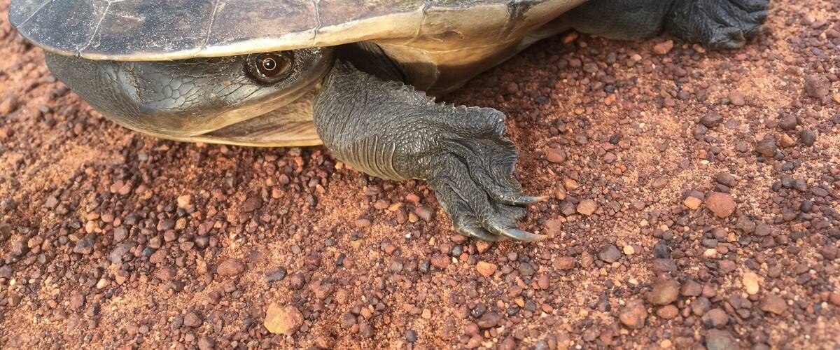 A turtle on a rocky surface.