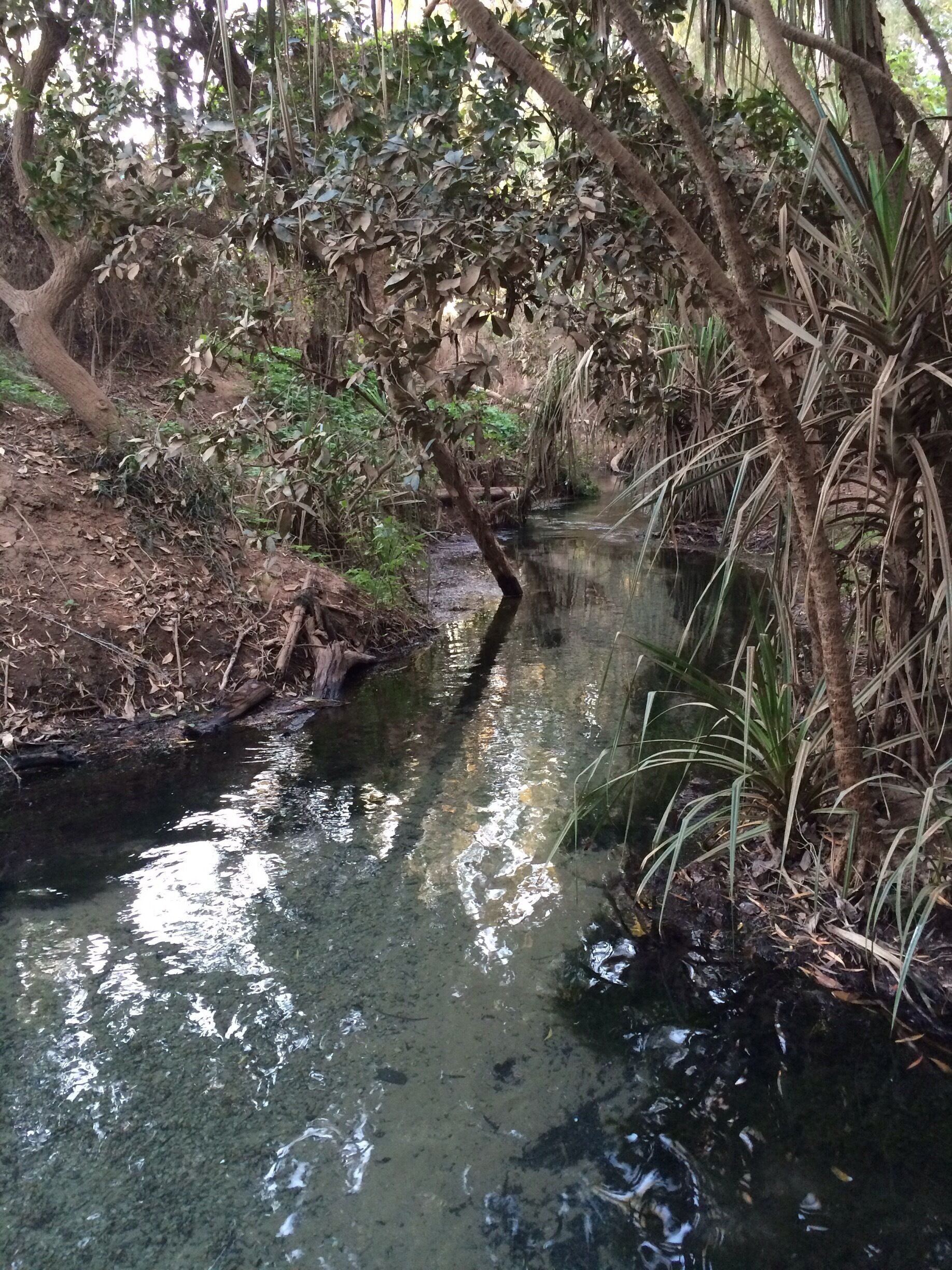 A narrow stream surrounded by dense foliage and trees.