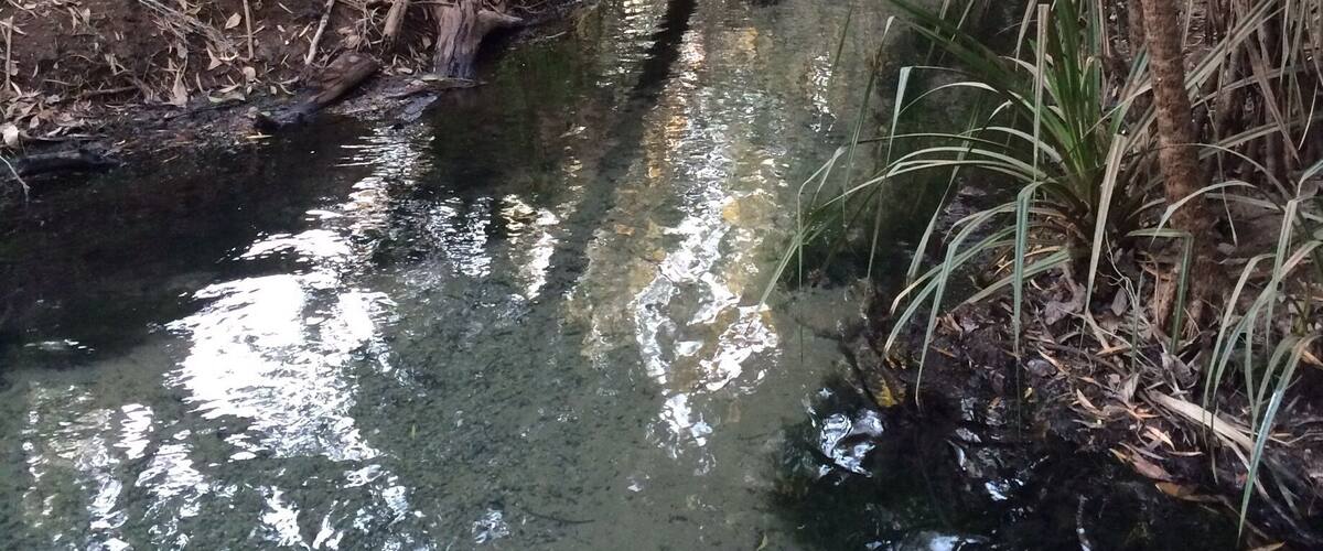 A narrow stream surrounded by dense foliage and trees.