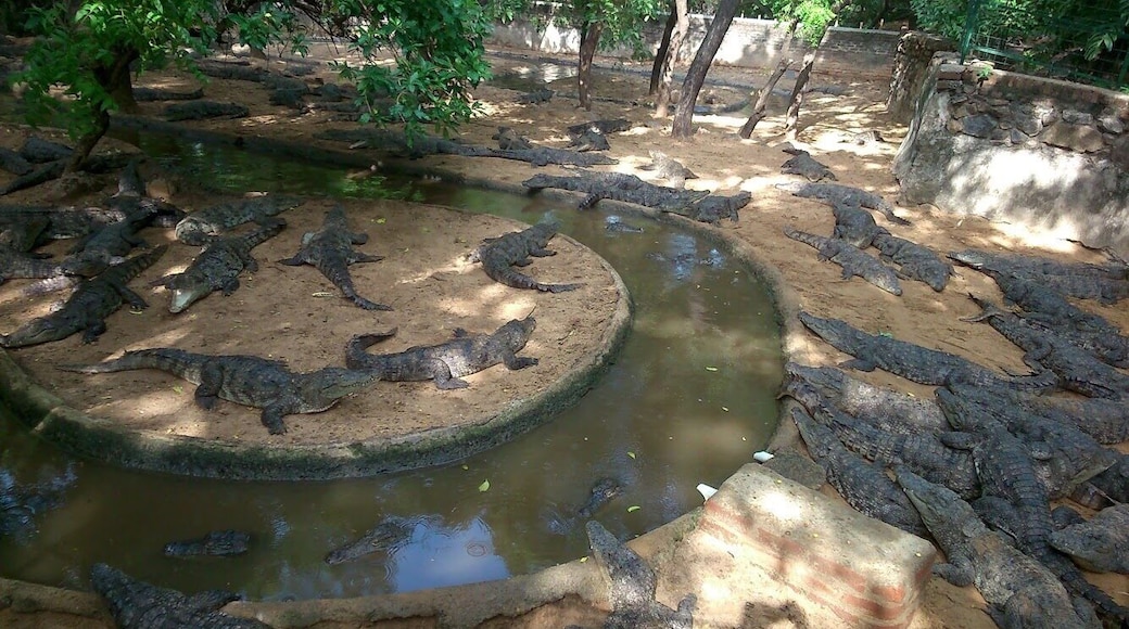 Have seen all the species of crocodiles in the world.