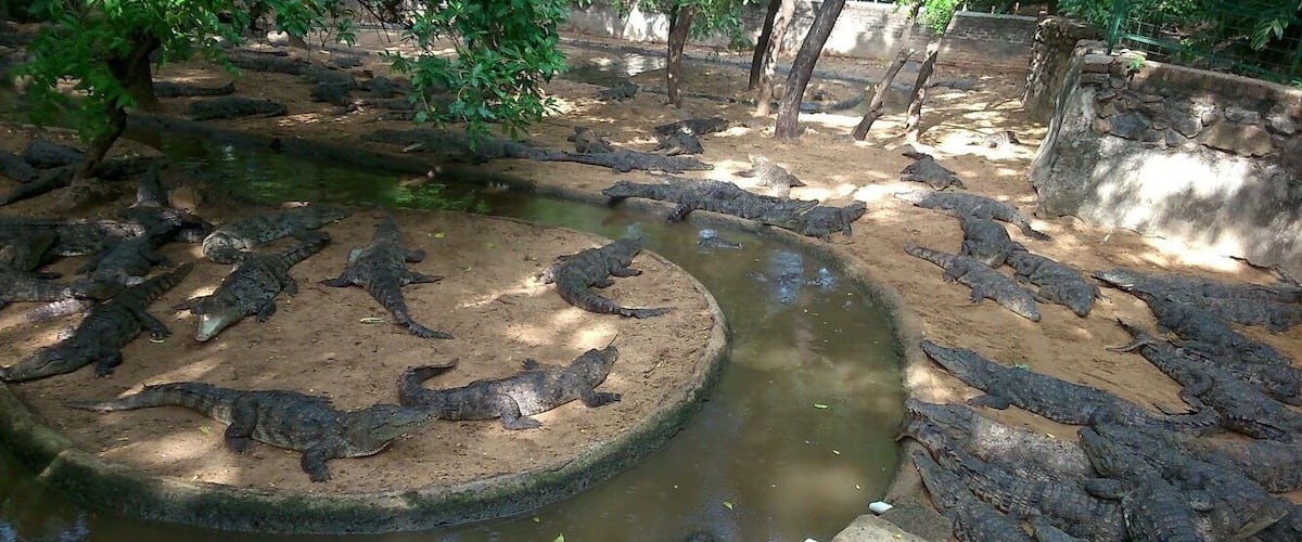 Have seen all the species of crocodiles in the world.