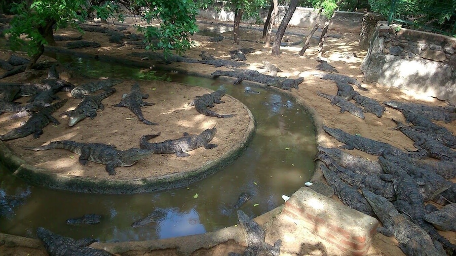 Have seen all the species of crocodiles in the world.