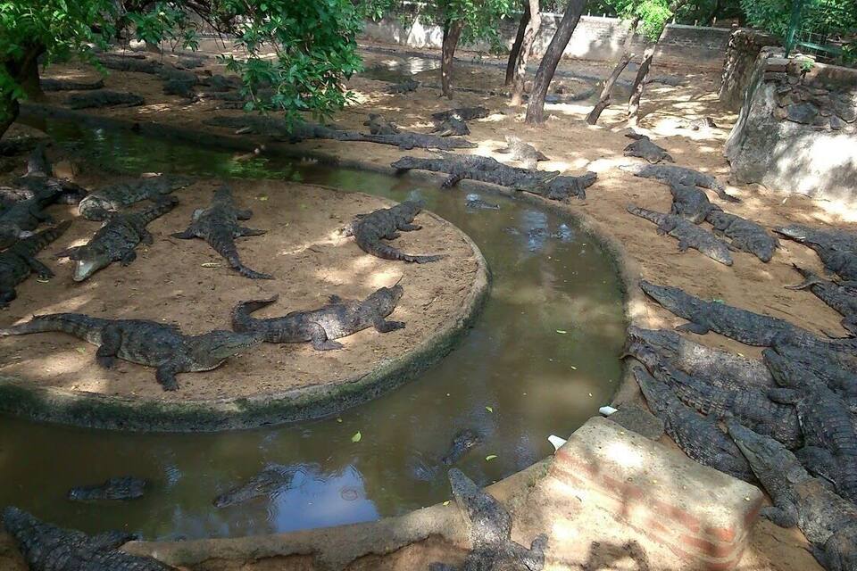 A crocodile enclosure with a water feature and surrounding rocks.