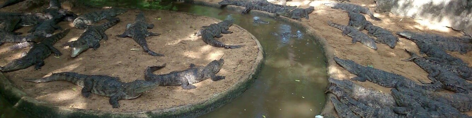 Have seen all the species of crocodiles in the world.