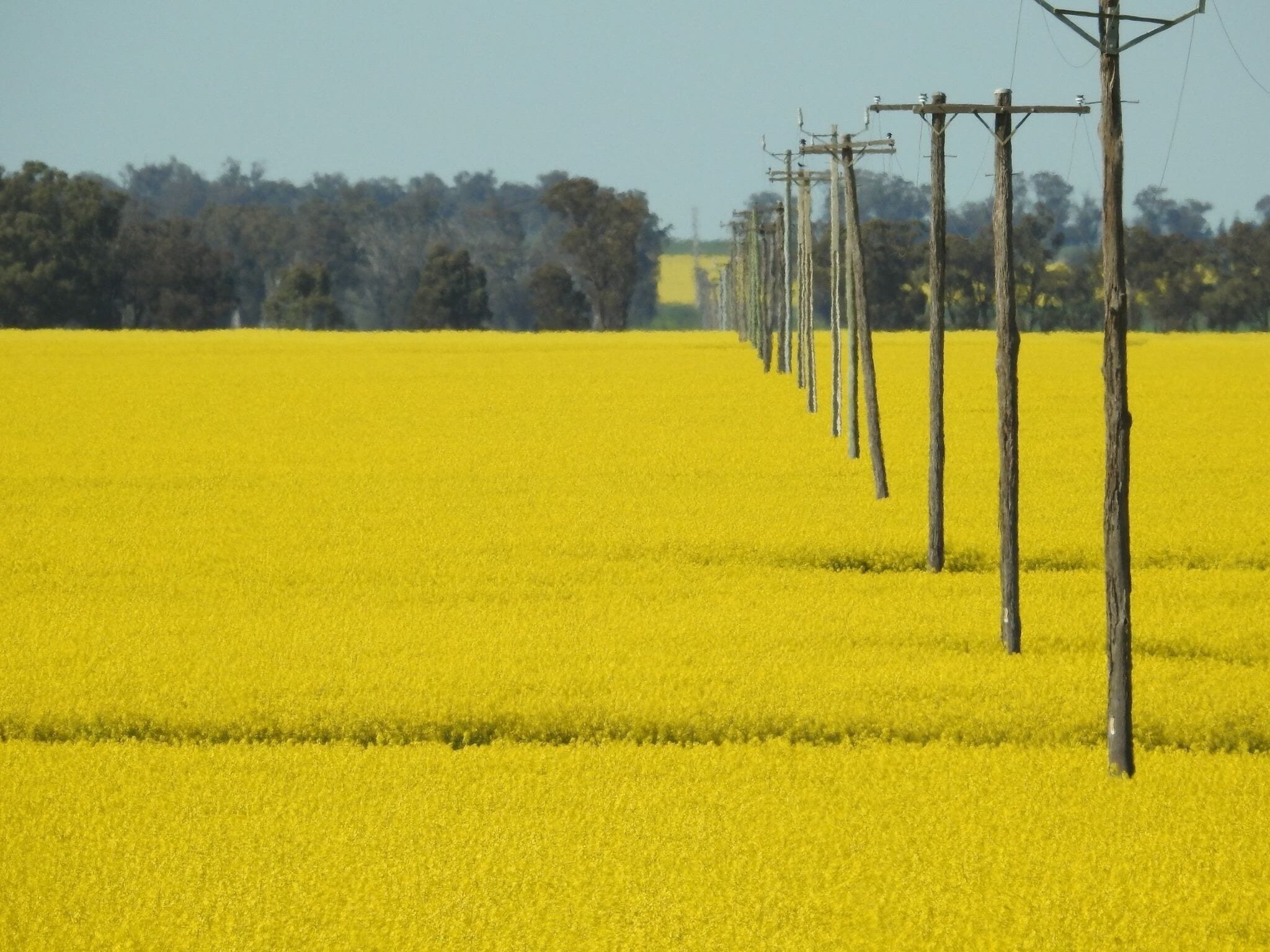 Canola fields on a drive near Leeton Australia 