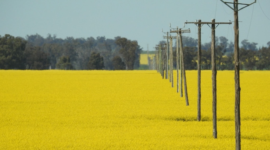 Canola fields on a drive near Leeton Australia