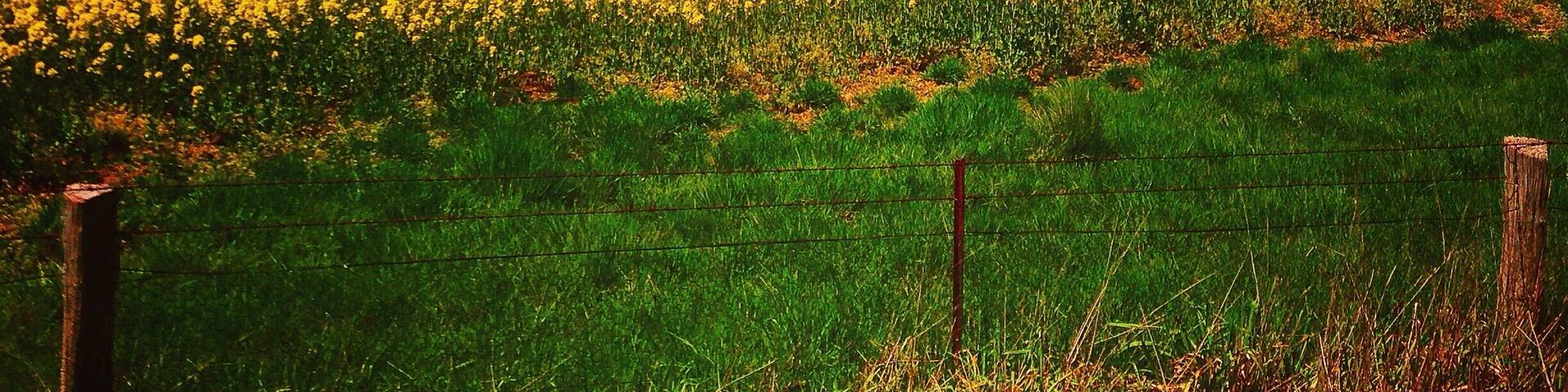 Finally found that Canola field to photograph. I spotted it today on the way to Canberra. The fields are just off the Federal Highway on the Canberra - Sydney road.