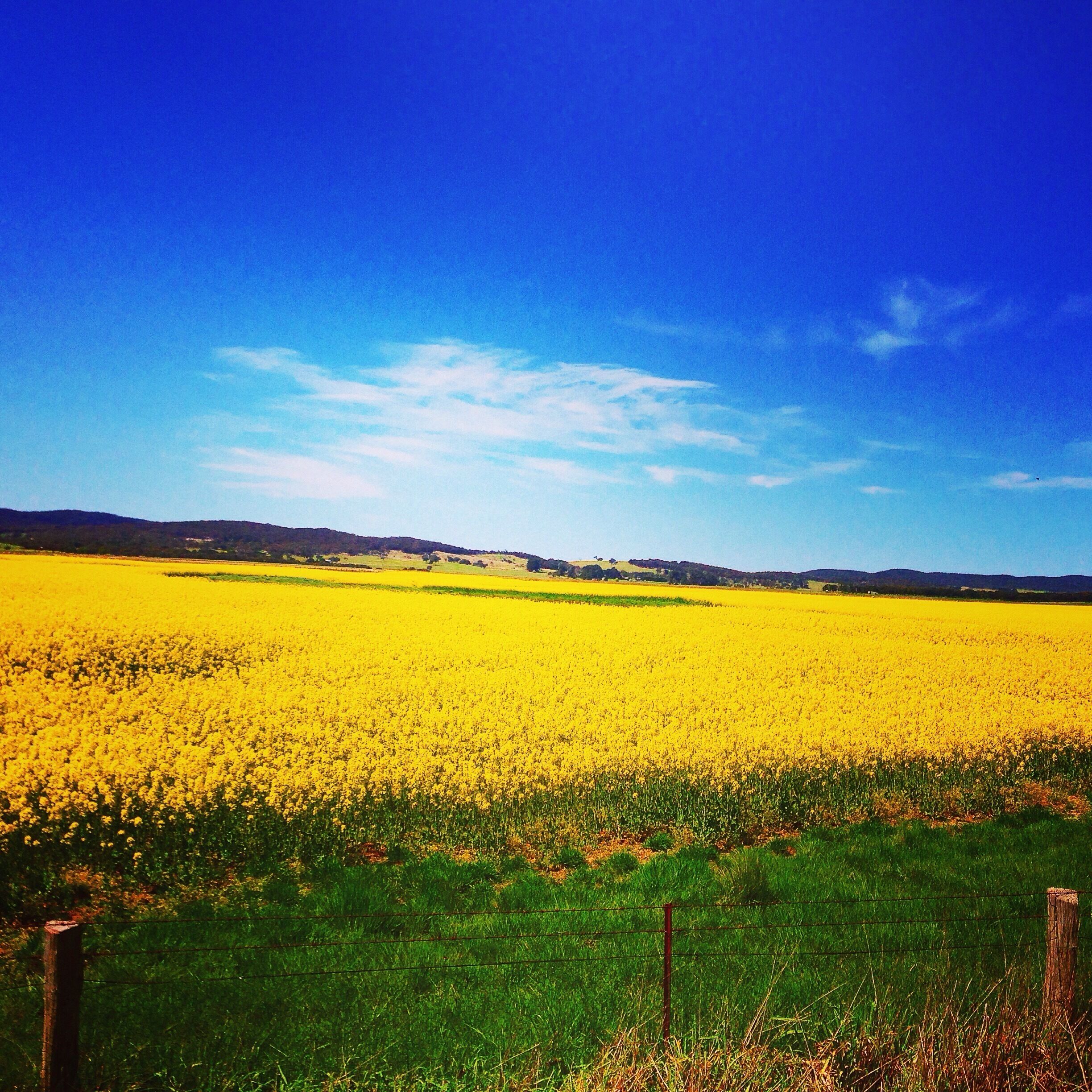 A vast field of yellow flowers under a clear blue sky.