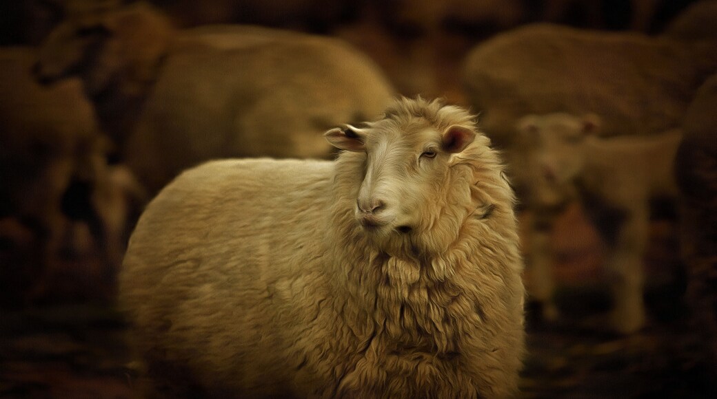 Taken on Crosshills Station, a sheep and cattle operation. A ewe looks for her lamb after vaccination and tail-banding.