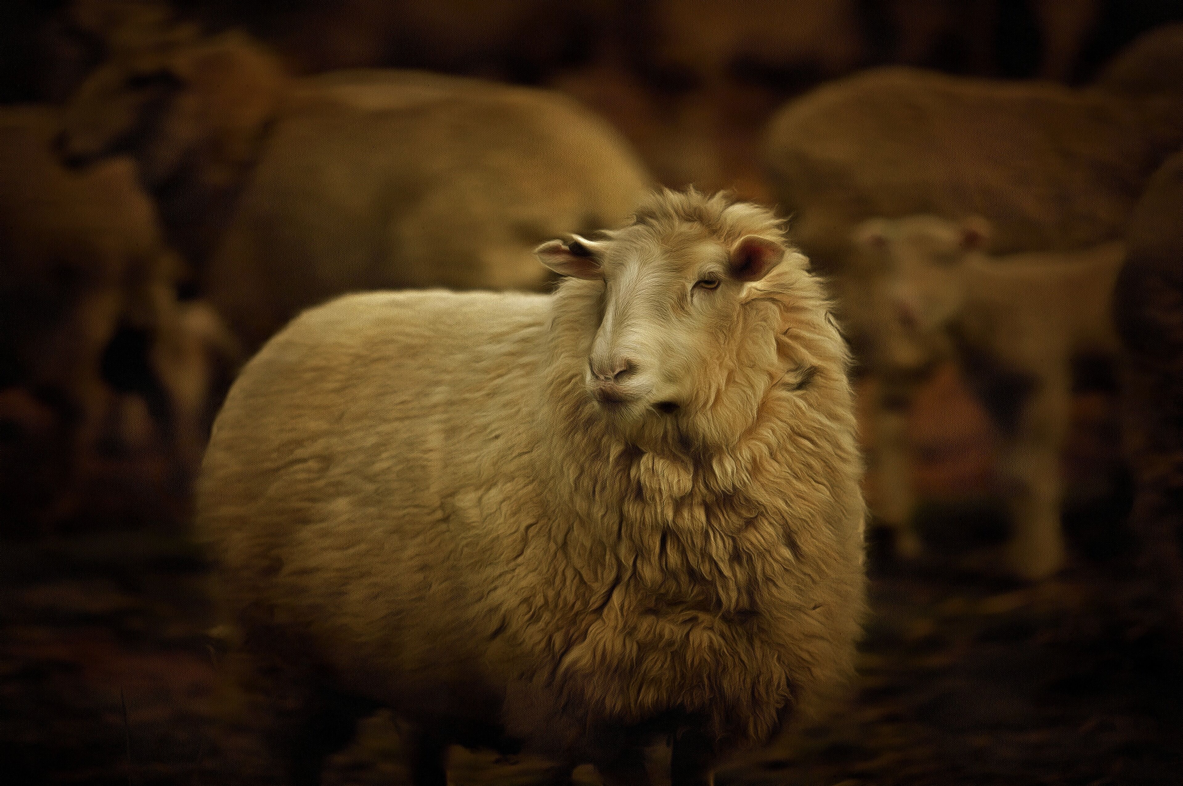 A close-up of a sheep with a flock in the background.