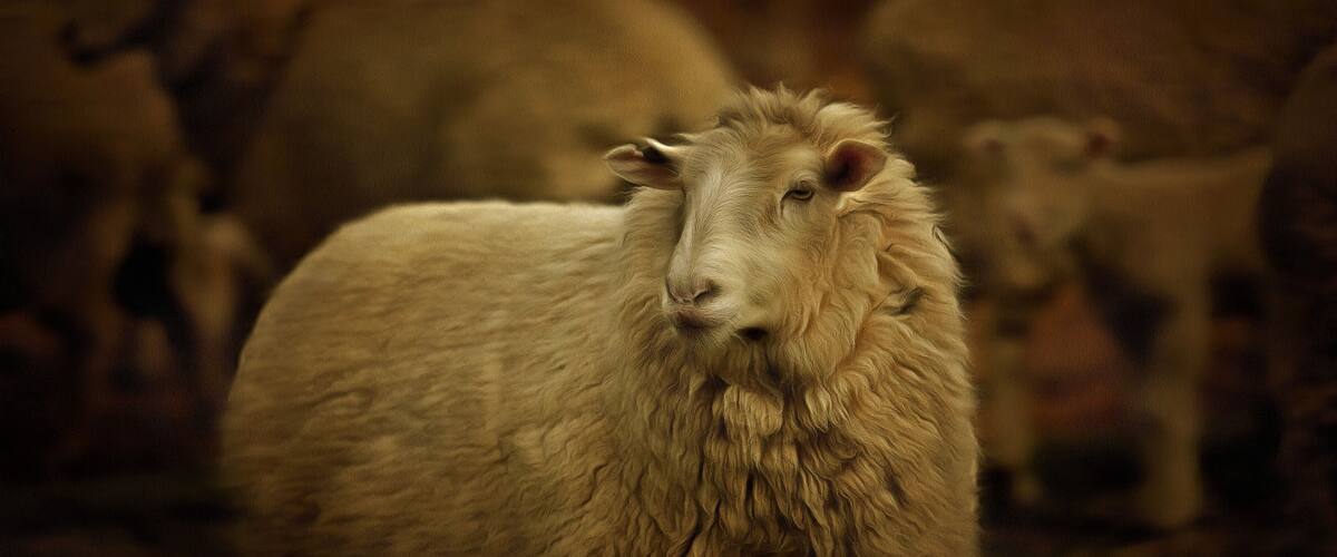 A close-up of a sheep with a flock in the background.