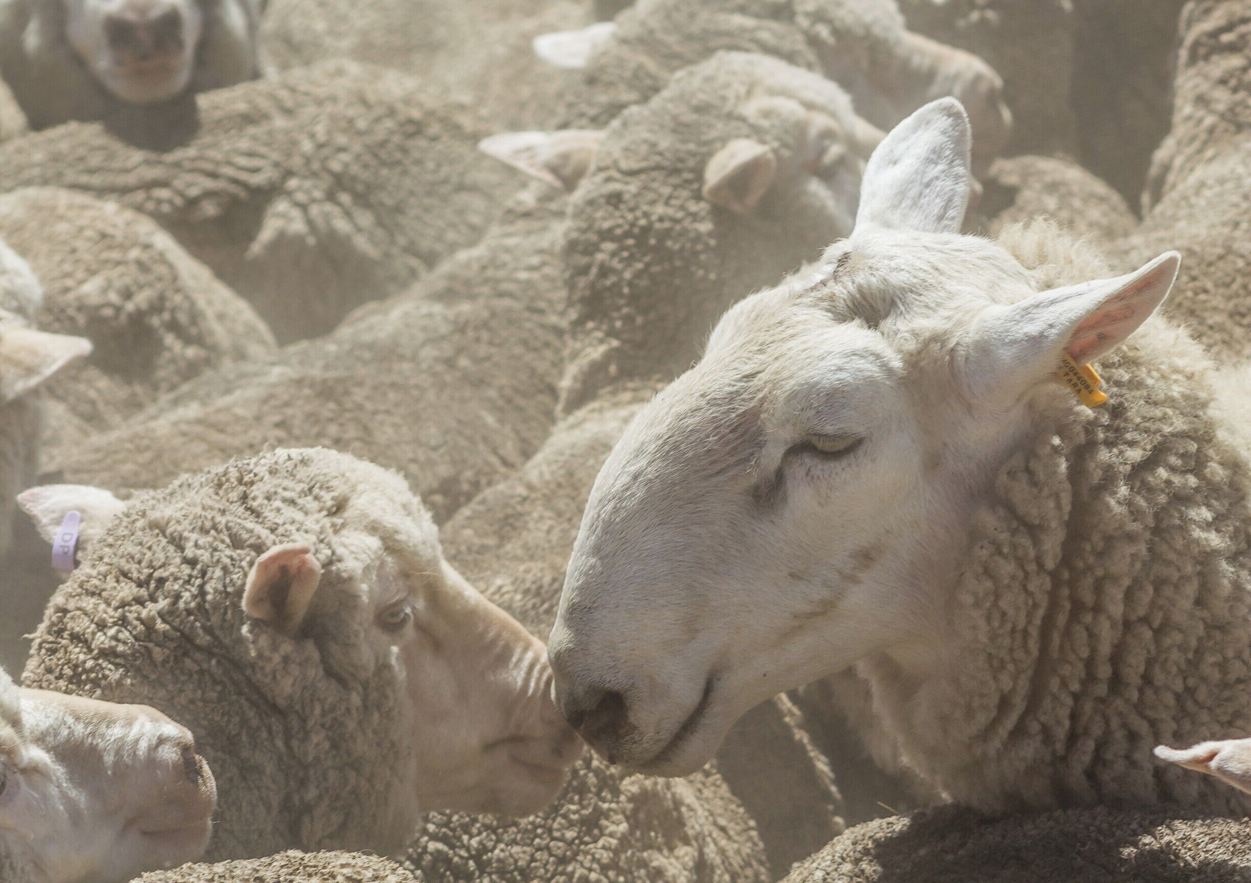 Interesting place, especially during shearing time.  Or if you really like sheep.