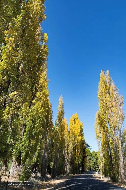 Near Locksley NSW. Just the most amazing autumn colours.
More Images at http://bit.ly/1Tw3V2I