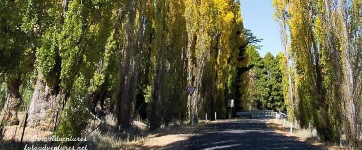 A road flanked by tall trees with yellow leaves, under a clear blue sky.