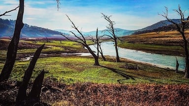 A river with trees in a grassy landscape and mountains in the background.