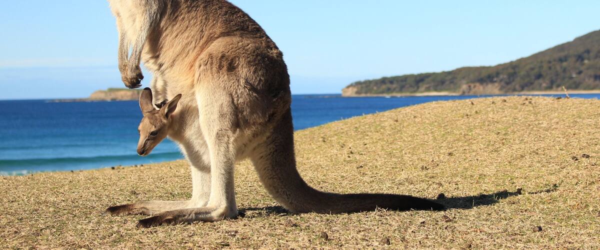 So beautiful, even joeys want to look at the view.
Pebbly Beach, Australia.
#LifeAtExpedia
