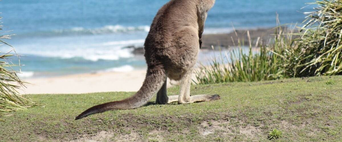 Lovely beach and fantastic place to get up close with kangaroos