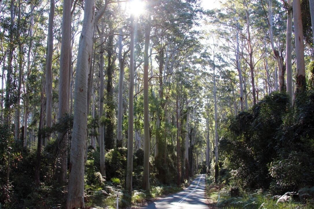 Mount Agony Road sounds scary as hell... but I can promise you it is anything but. This road was definitely the most amazing road in Australia- i have yet to drive them all but I will try. Follow this road for 10-20 kms and just be in awe, its as though this road was plopped into the centre of a tropical rainforest that has ignored its existence. I took many mental films in here, soaking up the sun on my face, the parrots and birds singing, the air clean as can be, and finally opening my eyes to this wondrous place that stole my heart. I wasn't going to post this because my selfish - self took over, but I did because places like this need to be explored by people who appreciate life, and Australia as much as myself. 