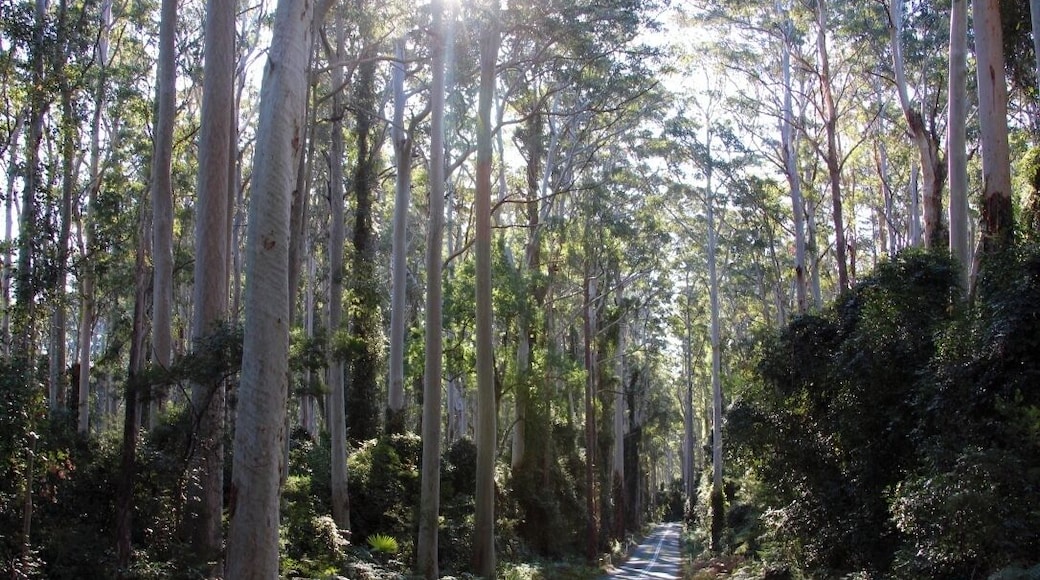 Mount Agony Road sounds scary as hell... but I can promise you it is anything but. This road was definitely the most amazing road in Australia- i have yet to drive them all but I will try. Follow this road for 10-20 kms and just be in awe, its as though this road was plopped into the centre of a tropical rainforest that has ignored its existence. I took many mental films in here, soaking up the sun on my face, the parrots and birds singing, the air clean as can be, and finally opening my eyes to this wondrous place that stole my heart. I wasn't going to post this because my selfish - self took over, but I did because places like this need to be explored by people who appreciate life, and Australia as much as myself.