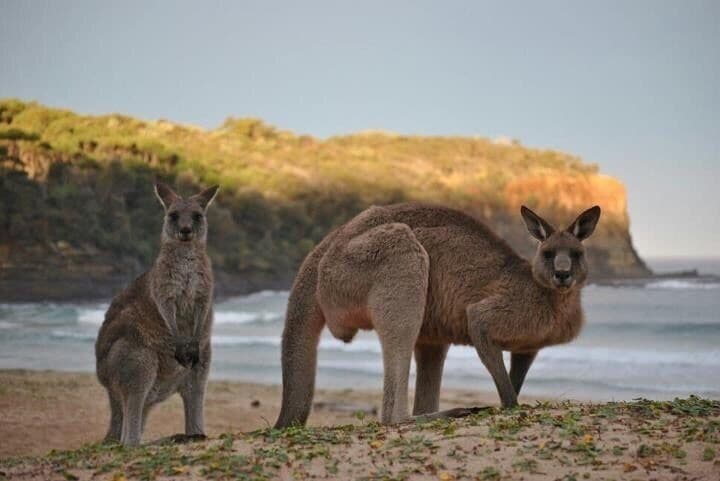 Two kangaroos on a beach with a cliff and ocean in the background.