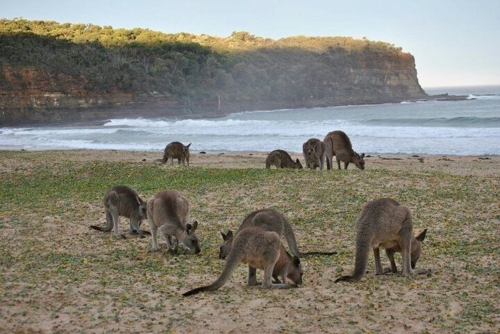 Kangaroos grazing on a beach with a cliff in the background.