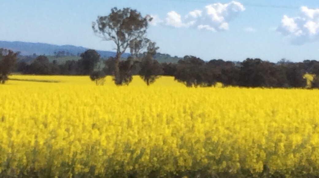 Golden Canola