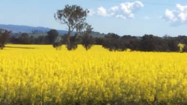 Golden Canola