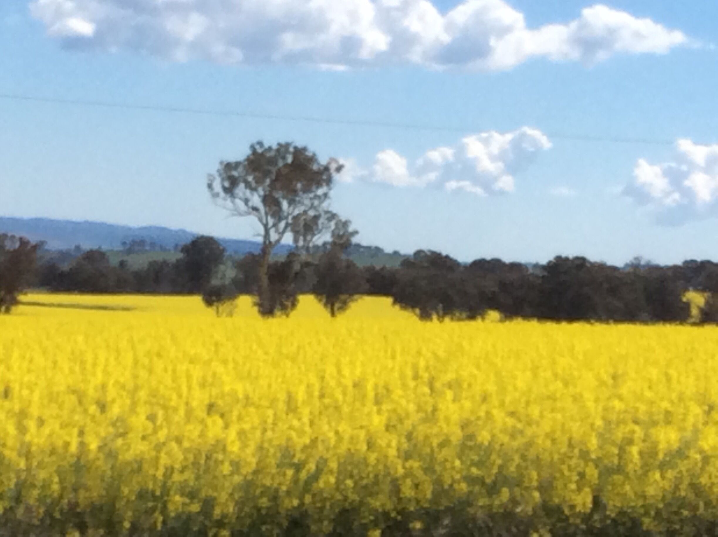 A field of yellow flowers with a tree and a clear sky.