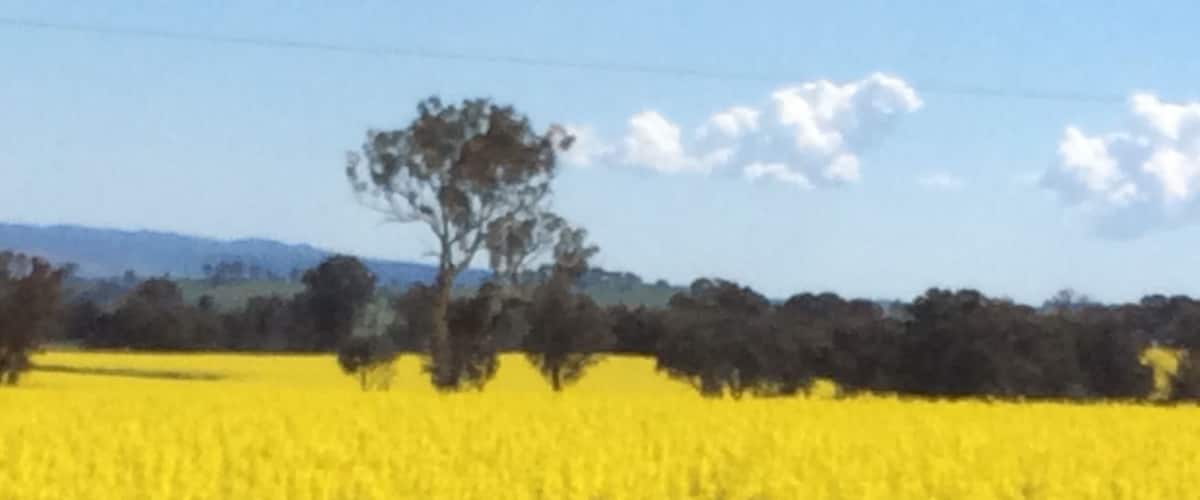 A field of yellow flowers with a tree and a clear sky.
