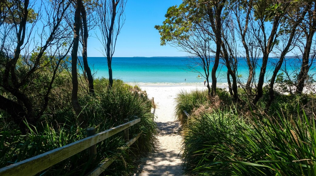 Wooden steps framed by trees and shrubs leading down to a white sand beach in Shoalhaven — Callala Beach, Jervis Bay National Park; New South Wales, Australia