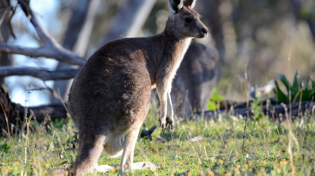 A kangaroo standing in a grassy area with trees in the background.