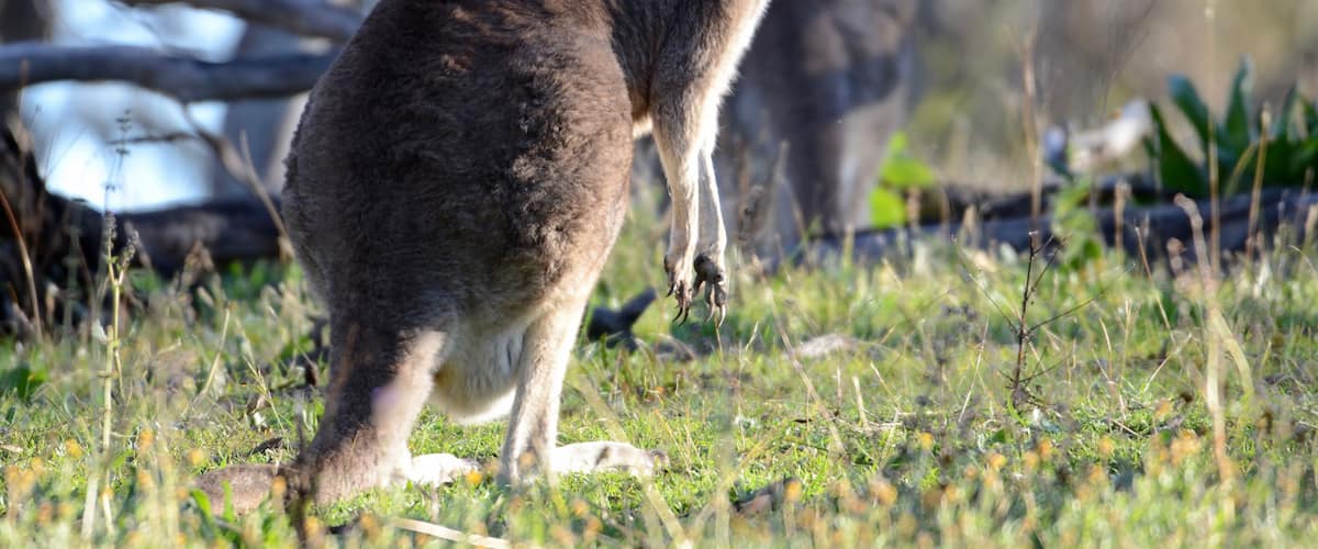 A kangaroo standing in a grassy area with trees in the background.