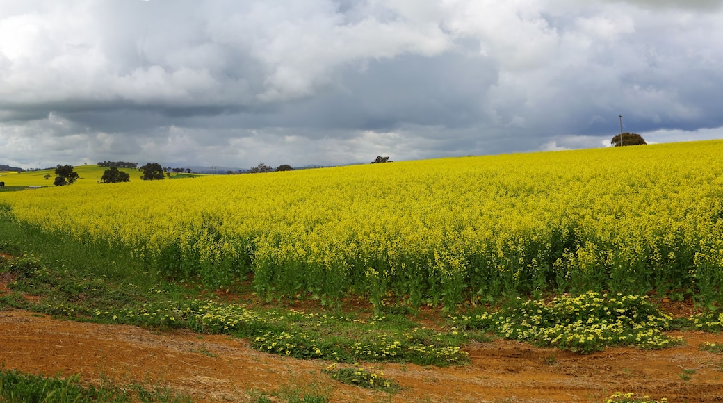 Ett lantligt landskap med ett fält fullt av gula blommor, en grusväg och böljande kullar under en molnig himmel.