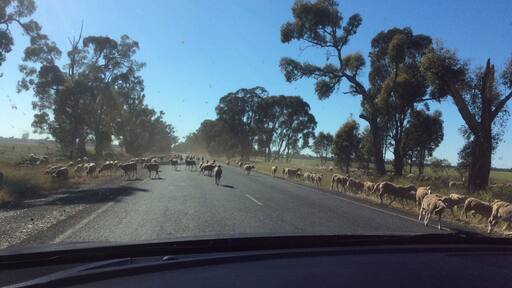 Una carretera con un rebaño de ovejas cruzando.