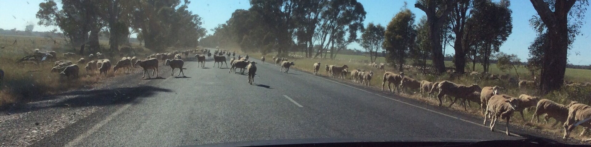 A nice experience on our travel to Bathurst!