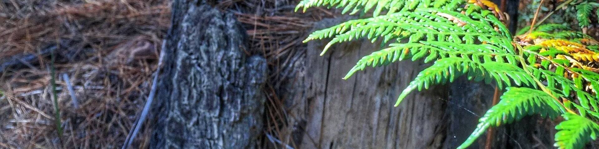 Autumn in the forest.