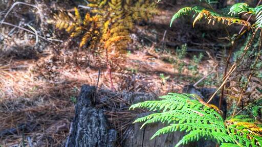 Autumn in the forest.