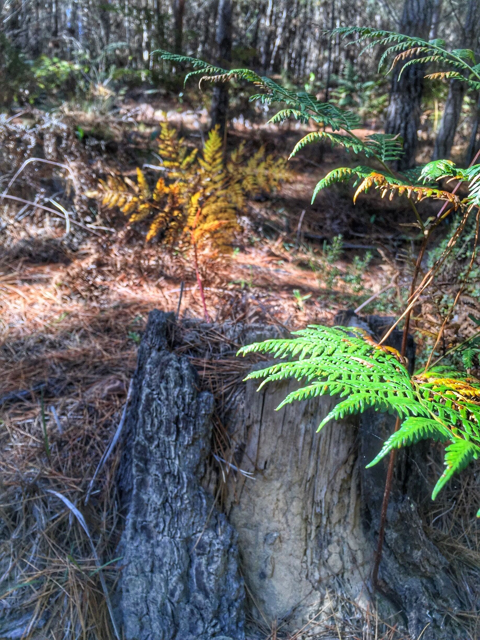 A forest scene with a tree stump and green ferns growing around it.