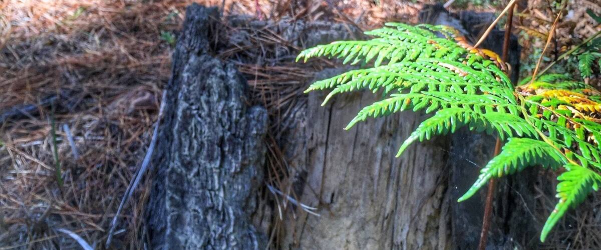 A forest scene with a tree stump and green ferns growing around it.