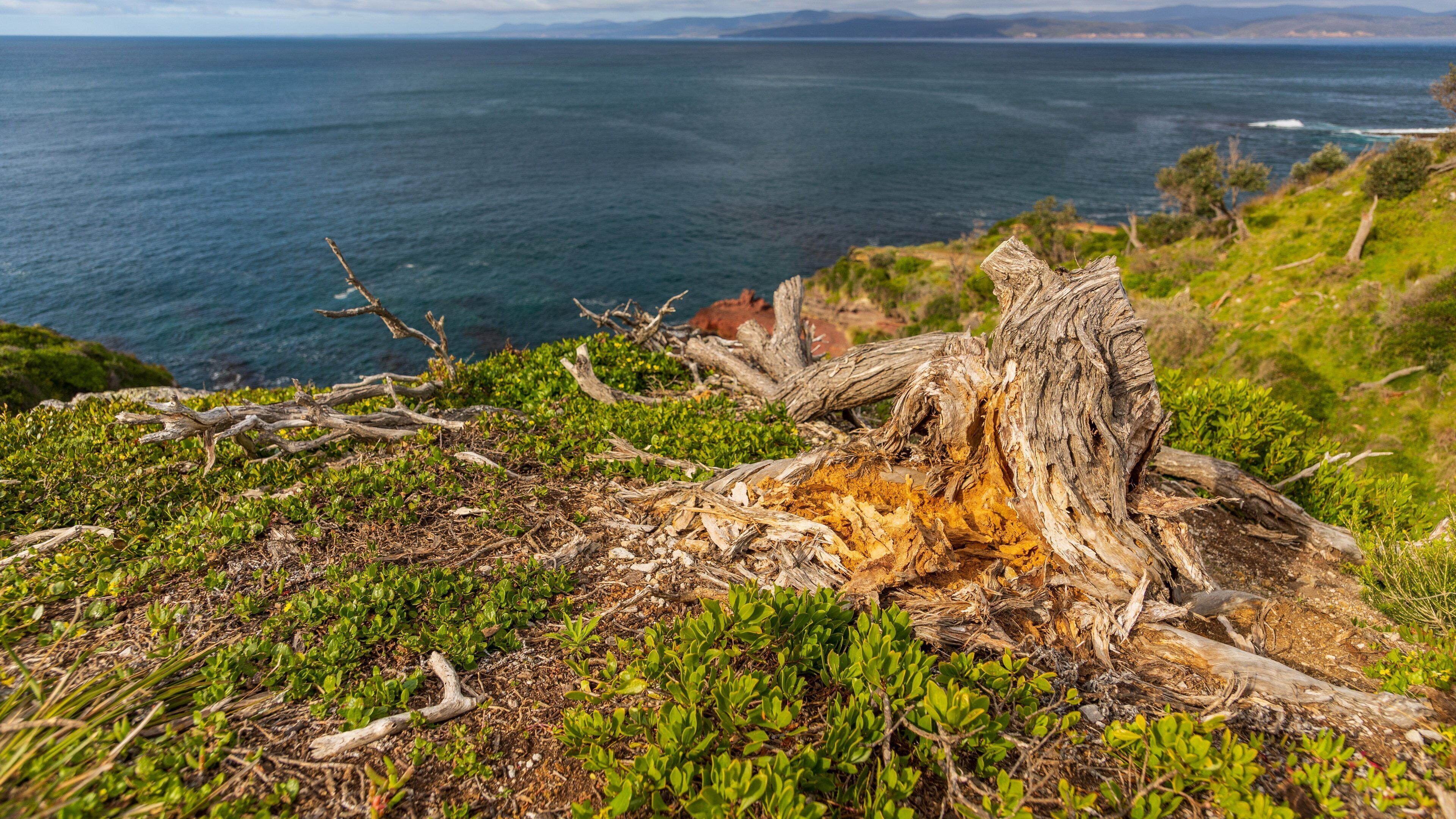 Green Cape featuring general coastal views