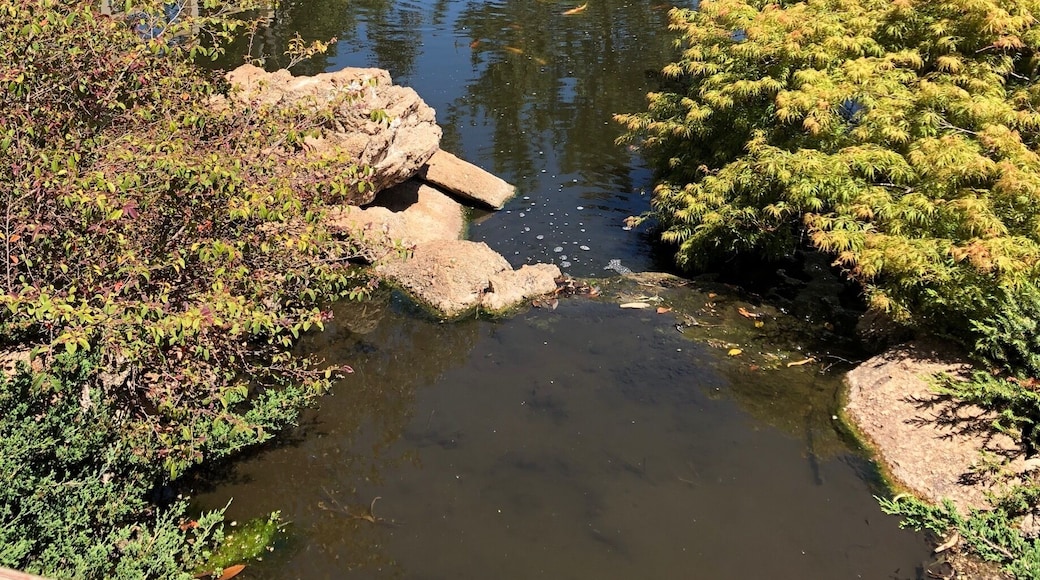 Beautiful Osawano Japanese’s garden in Wellington caves complex Wellington NSW