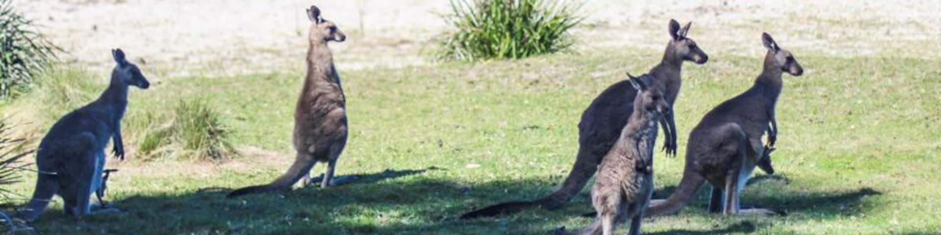 Pretty Beach on the NSW South Coast is one of the best places to see wild kangaroos on the beach.
There's camping available here, or just drop in on your road trip, about 3 hours south of Sydney.