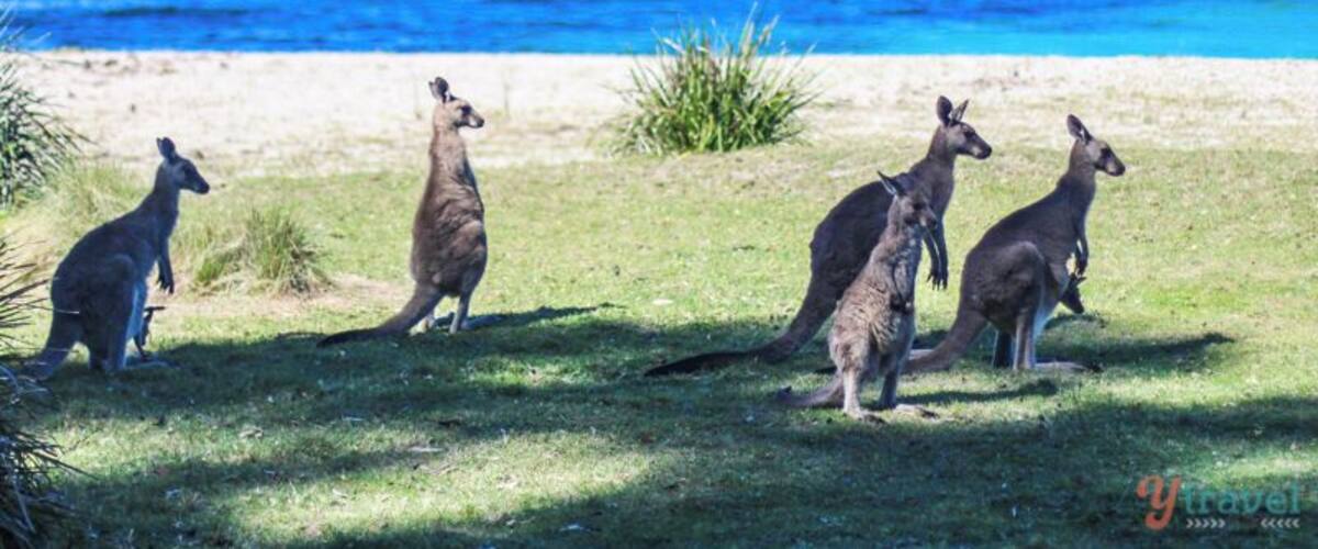 A group of kangaroos on a grassy beach with the ocean in the background.