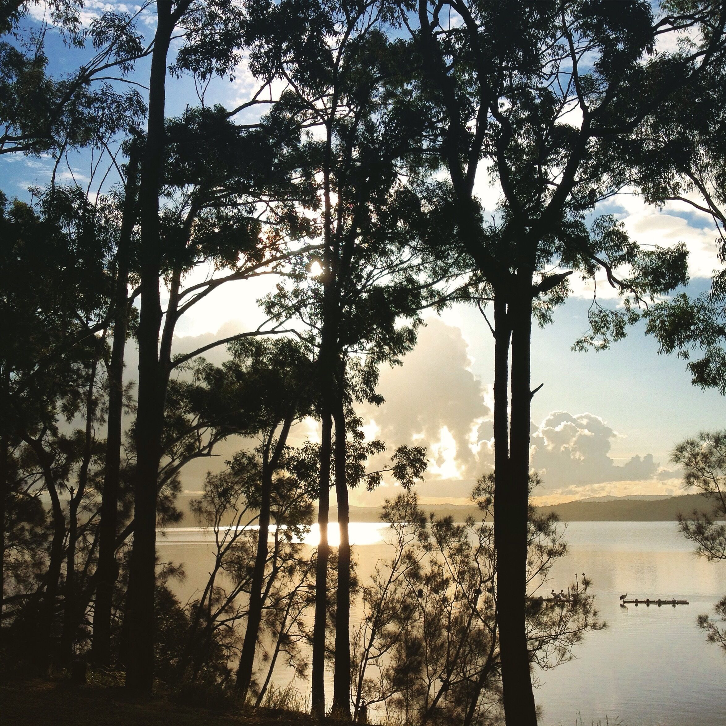 A serene lakeside scene with tall trees and a sunset.