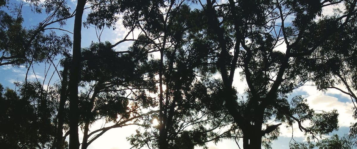 A serene lakeside scene with tall trees and a sunset.