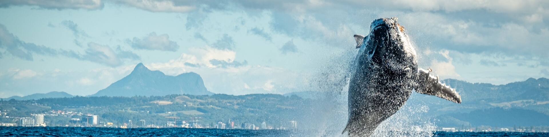 A whale breaching the ocean surface with a cityscape and mountains in the background.