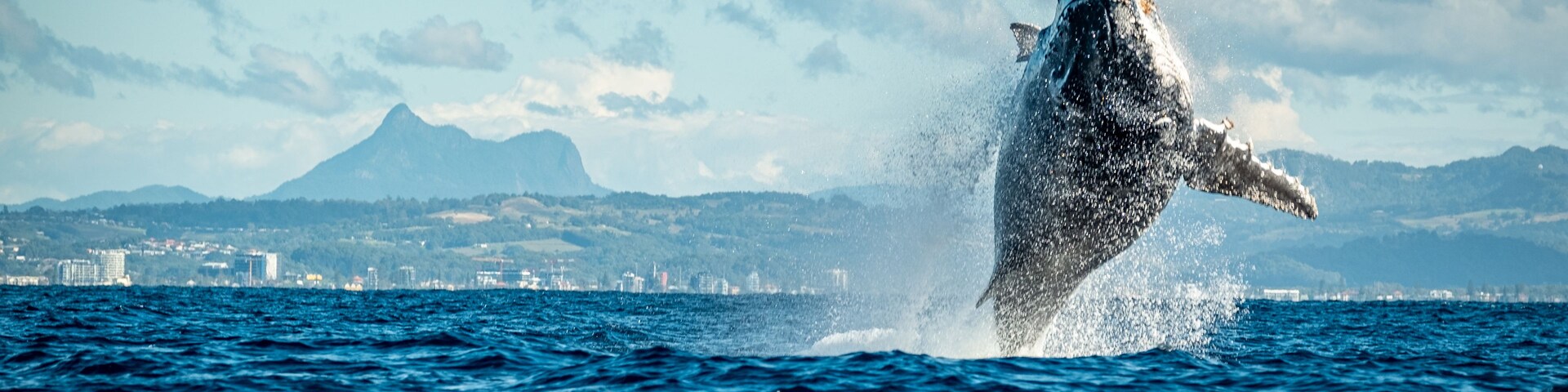 Une baleine surgissant à la surface de l’océan, avec une vue sur une ville et des montagnes en arrière-plan.